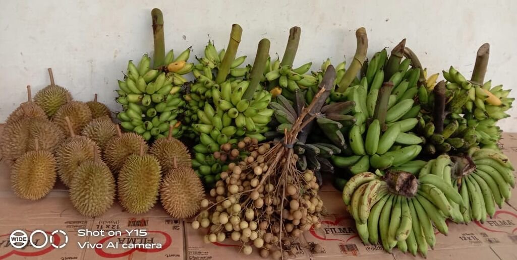 Jackfruit and banana harvest