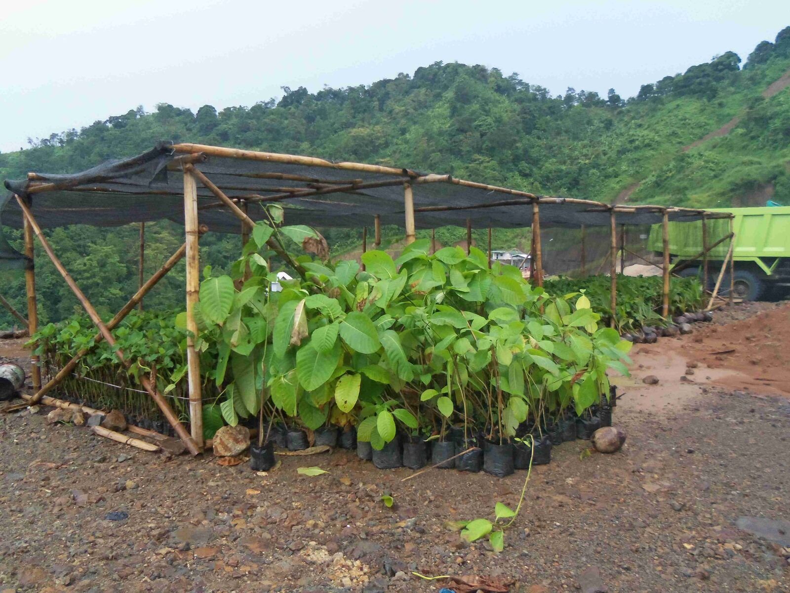 Seedling nursery at Lotus quarry